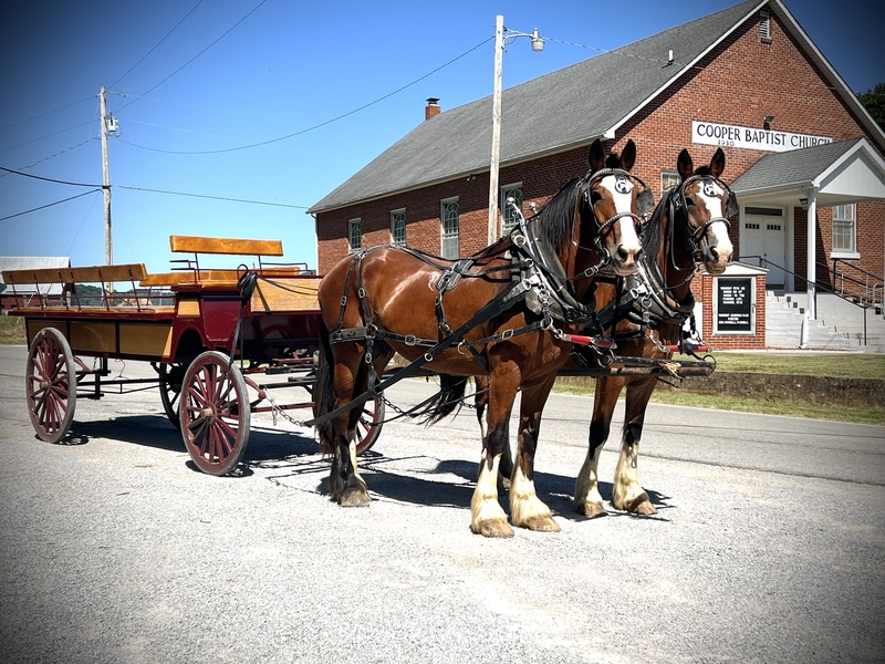 Clydesdale Cross Mares for sale 