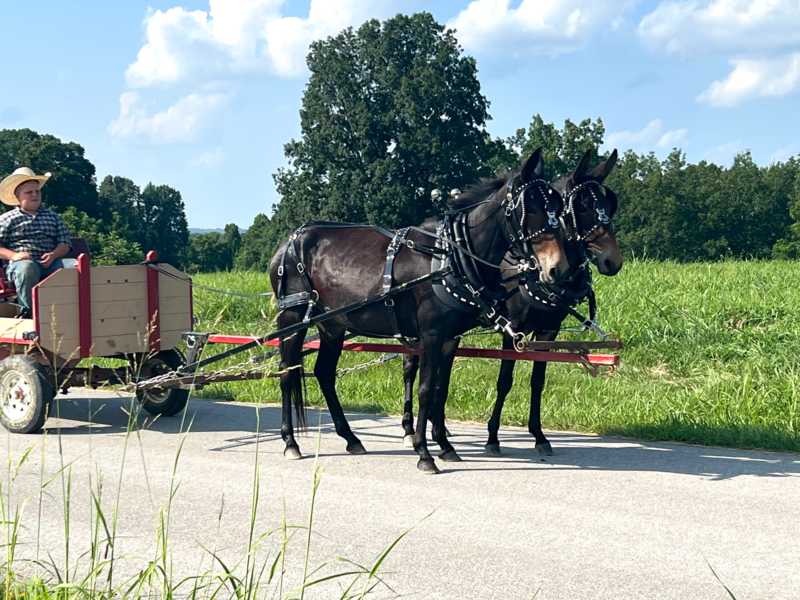 Molly Mule Team for sale 