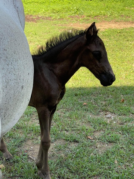 Gorgeous Black Weanling Filly 