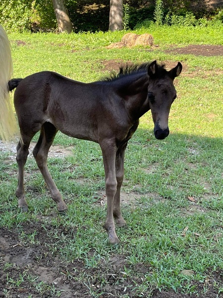 Gorgeous Black Weanling Filly 