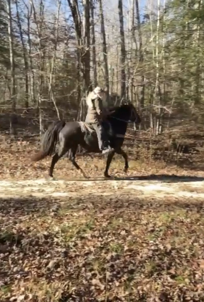 Beautiful Black Racking Horse 