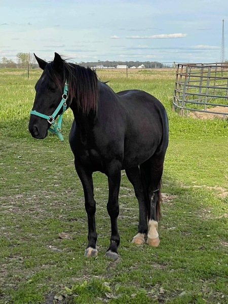 Beautiful Black Racking Horse 
