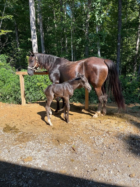 Well Bred Flashy Black Weanling Colt 