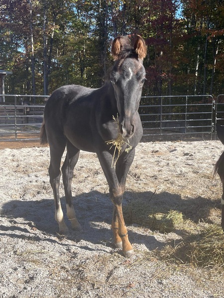 Well Bred Flashy Black Weanling Colt 