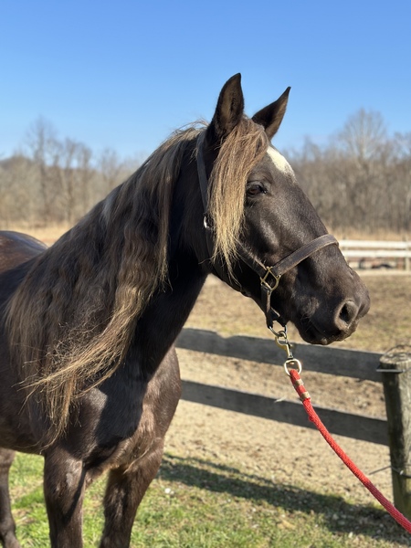 Beautiful Chocolate Easy To Ride Trail Gelding 