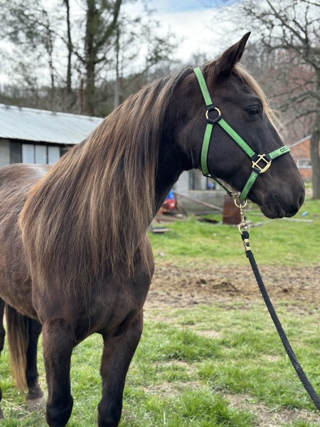 Beautiful Chocolate Easy To Ride Trail Gelding 