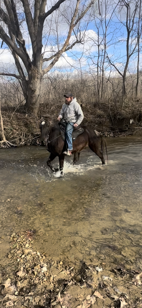 Beautiful Chocolate Easy To Ride Trail Gelding 