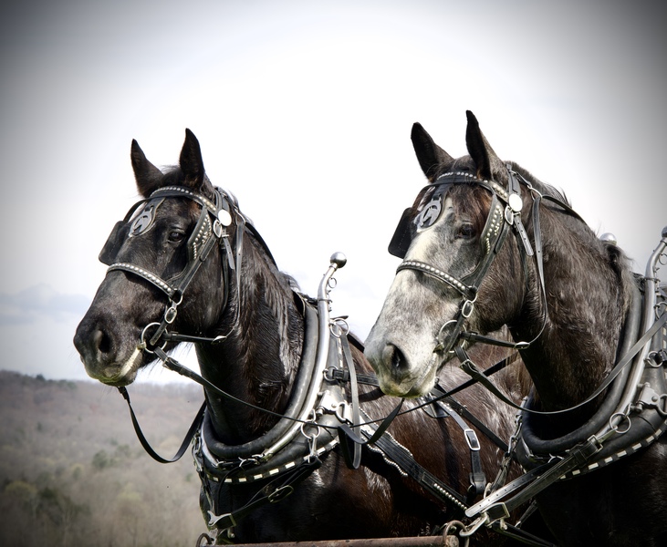 Percheron Draft Team for Sale 