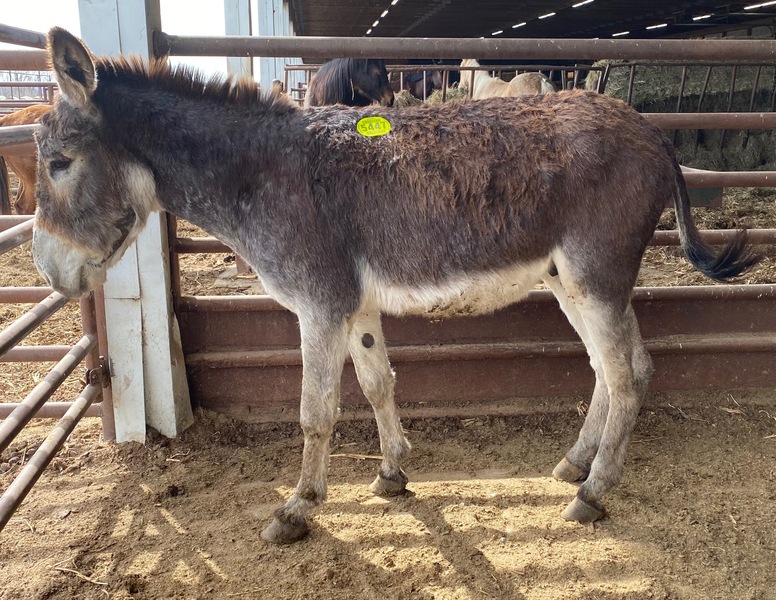 5447 Large Standard Brown/Grey Male Donkey APPROX 3YO For Sale in