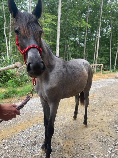 Well Bred Homozygous Blue Roan Yearling Filly 
