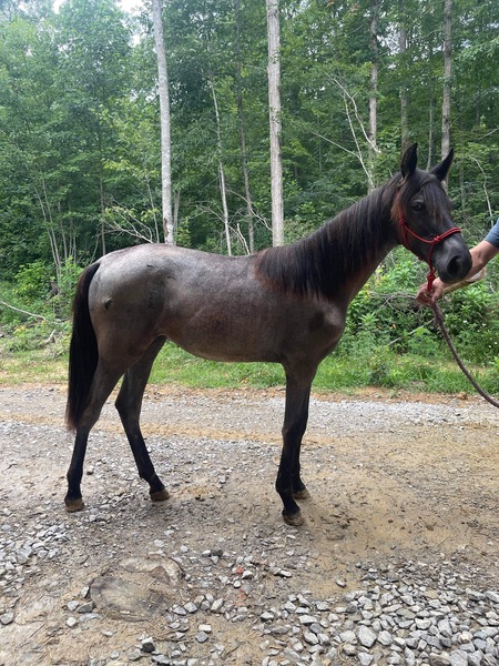 Well Bred Homozygous Blue Roan Yearling Filly 