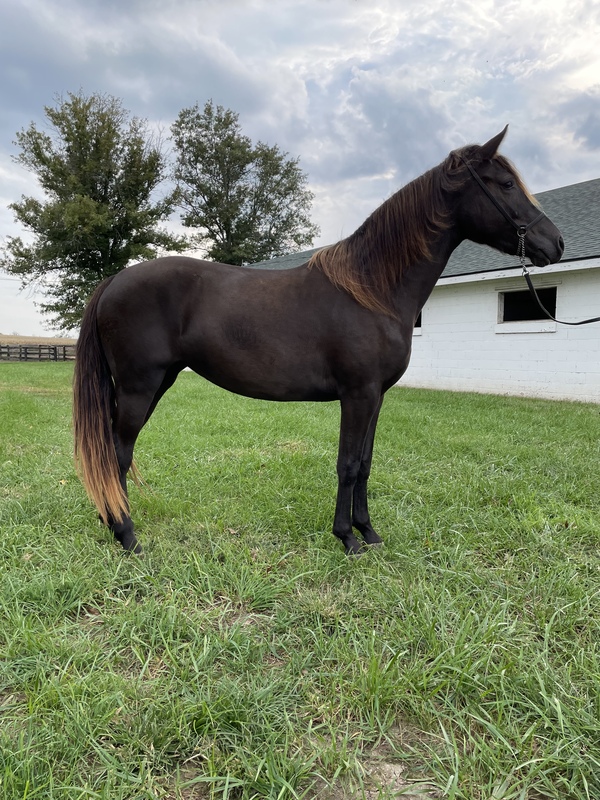 Beautiful Hand Raised Sweet Excellent Trained Trail Horse