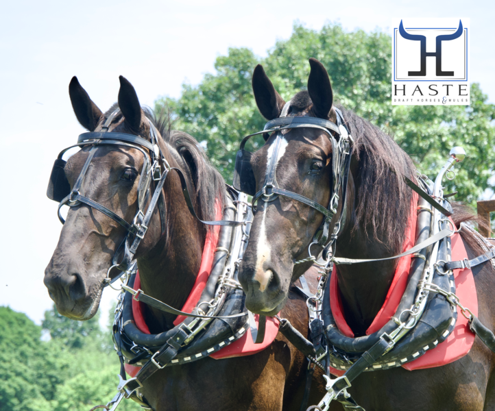 Percheron Mare Team 