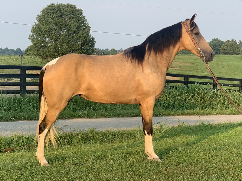 Buckskin Spotted Trail Horse For Sale in Casey, Kentucky