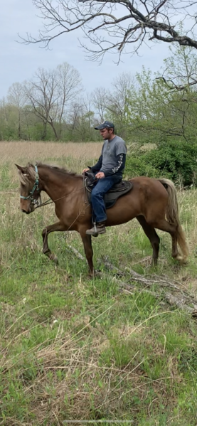15.2 Red Chocolate 3 Year Old Filly 