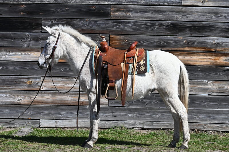 Grey Mule Gelding Trail Rides 