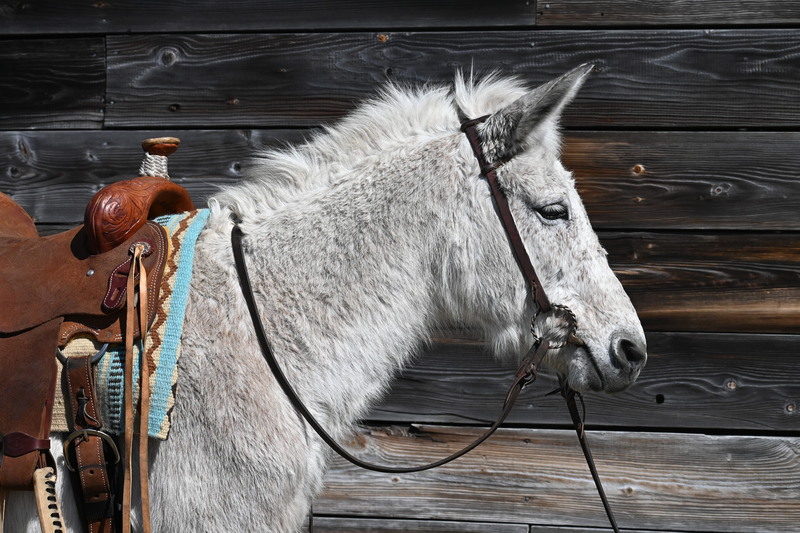 Grey Mule Gelding Trail Rides 