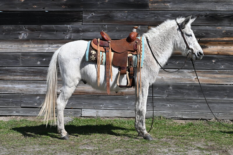 Grey Mule Gelding Trail Rides 