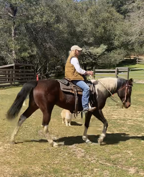 15 Hand Seasoned Trail Horse