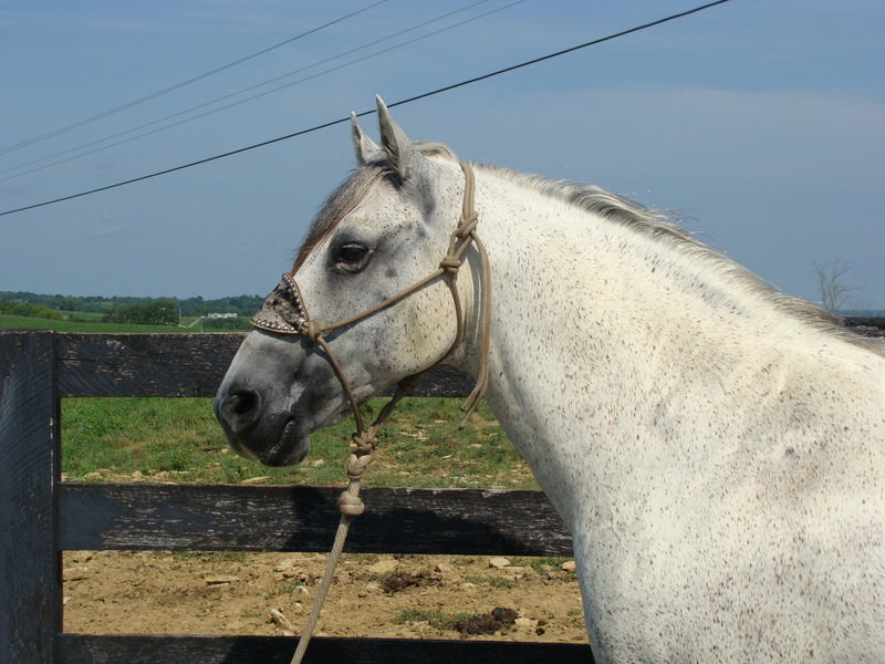 RARE AZTECA GELDING, ANDALUSIAN QUARTER HORSE CROSS, GENTLE AND WELL