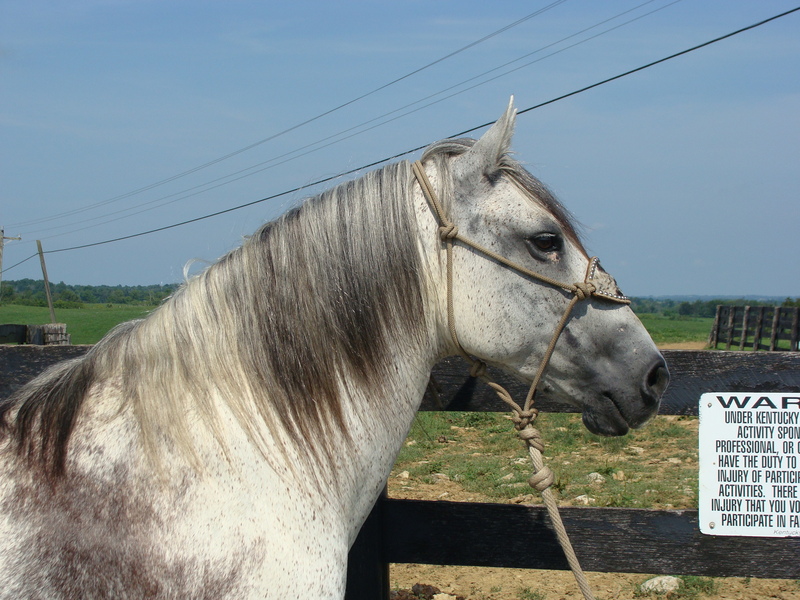 RARE AZTECA GELDING, ANDALUSIAN QUARTER HORSE CROSS, GENTLE AND WELL