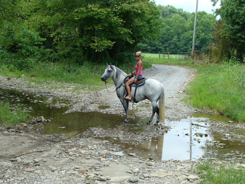RARE AZTECA GELDING, ANDALUSIAN QUARTER HORSE CROSS, GENTLE AND WELL