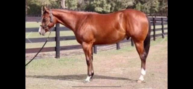 4 YEAR OLD 16 HAND BAY GELDING