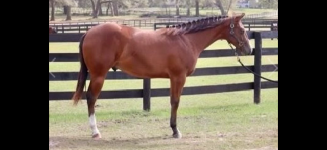 4 YEAR OLD 16 HAND BAY GELDING
