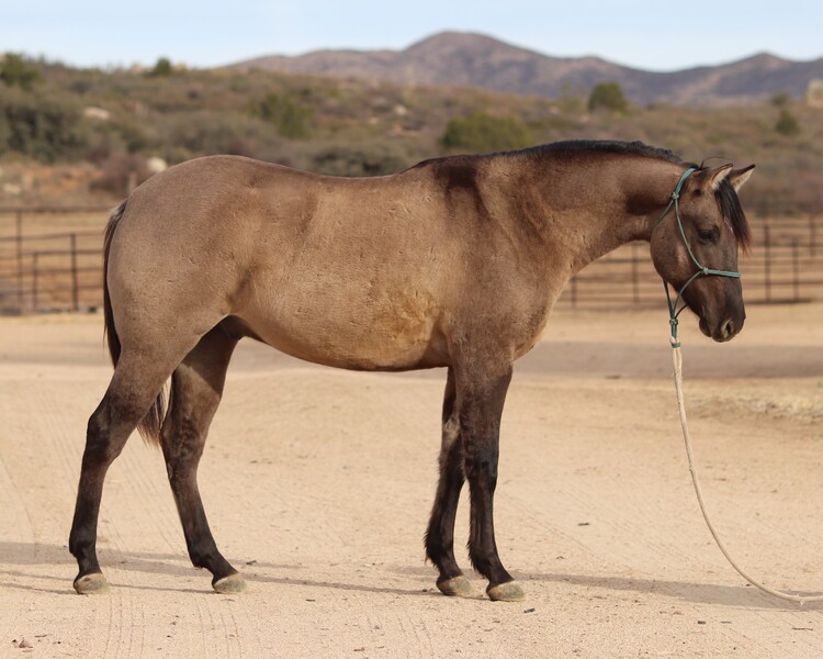 AQHA GRULLO GELDING