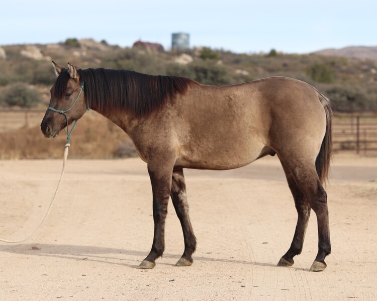 AQHA GRULLO GELDING
