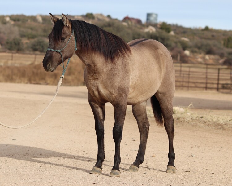 AQHA GRULLO GELDING