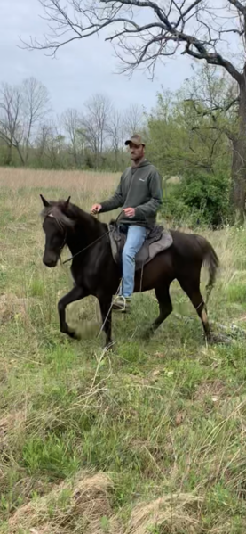 Stunning Sweet Well Gaited 3 Year Old Filly 
