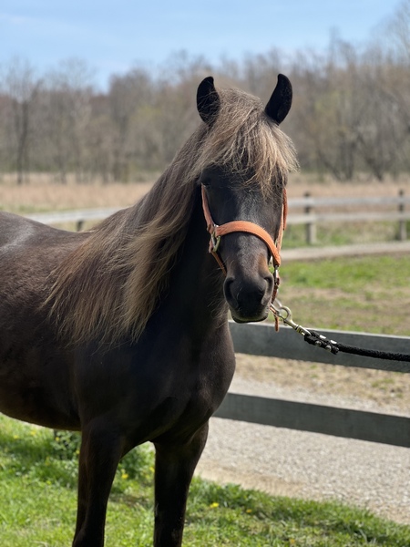 Stunning Sweet Well Gaited 3 Year Old Filly 