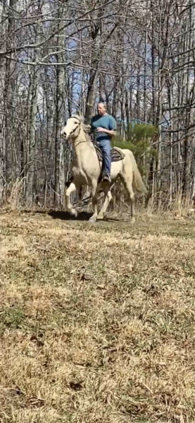 15.1 Palomino Trail Horse