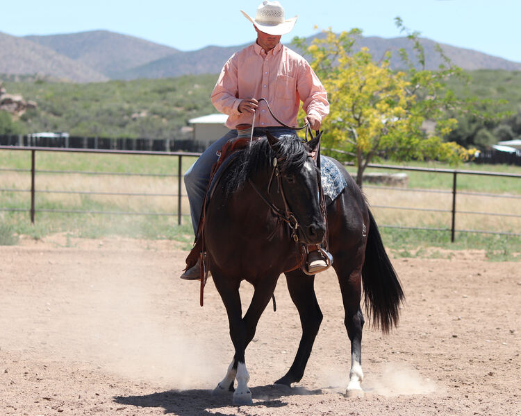 Gorgeous, Sweet and Broke 3 Year Old AQHA Black Mare