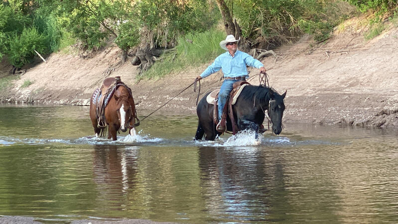 Gorgeous, Sweet and Broke 3 Year Old AQHA Black Mare