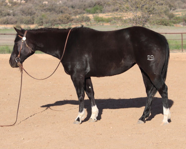 Gorgeous, Sweet and Broke 3 Year Old AQHA Black Mare