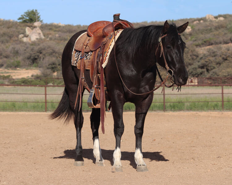 Gorgeous, Sweet and Broke 3 Year Old AQHA Black Mare