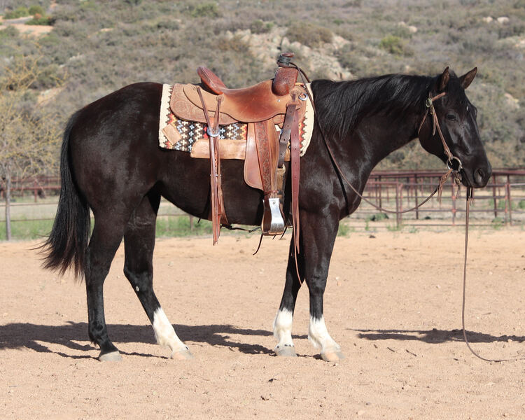 Gorgeous, Sweet and Broke 3 Year Old AQHA Black Mare