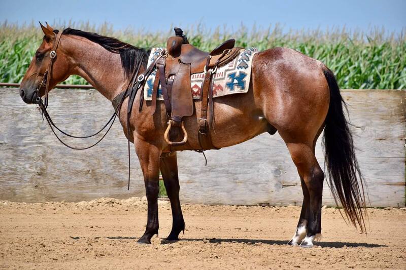 5 YEAR OLD 15.1 HAND BAY ROAN GELDING