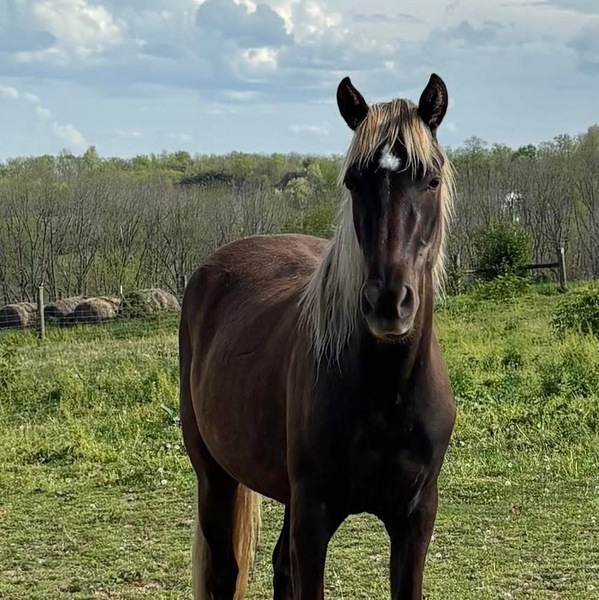 Gorgeous 3 Yr Old Chocolate Ready To Start Filly