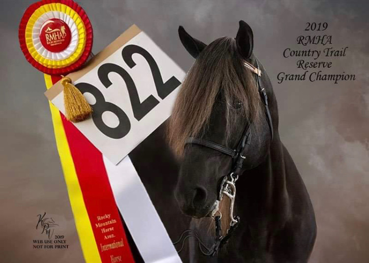Gorgeous World Grand Champion Stallion 