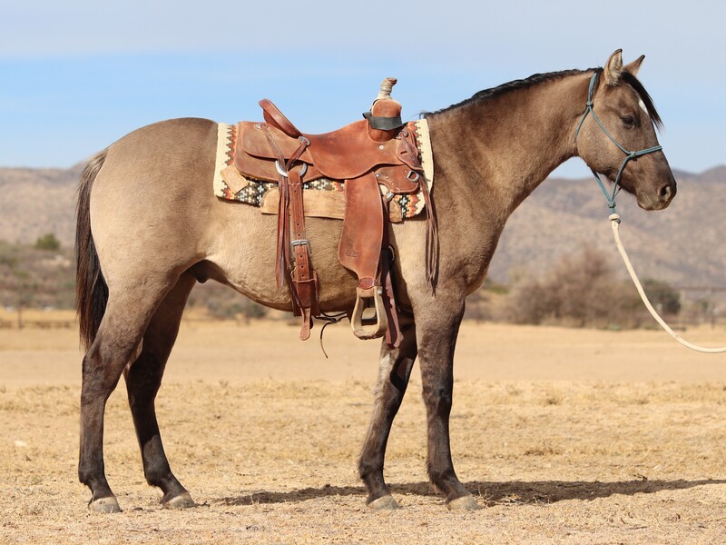 ATHLETIC, TALENTED AQHA RANCH/ROPE HORSE PROSPECT