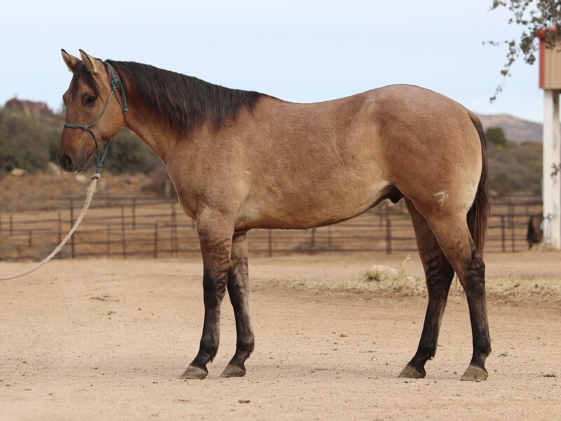 ATHLETIC, TALENTED AQHA RANCH/ROPE HORSE PROSPECT