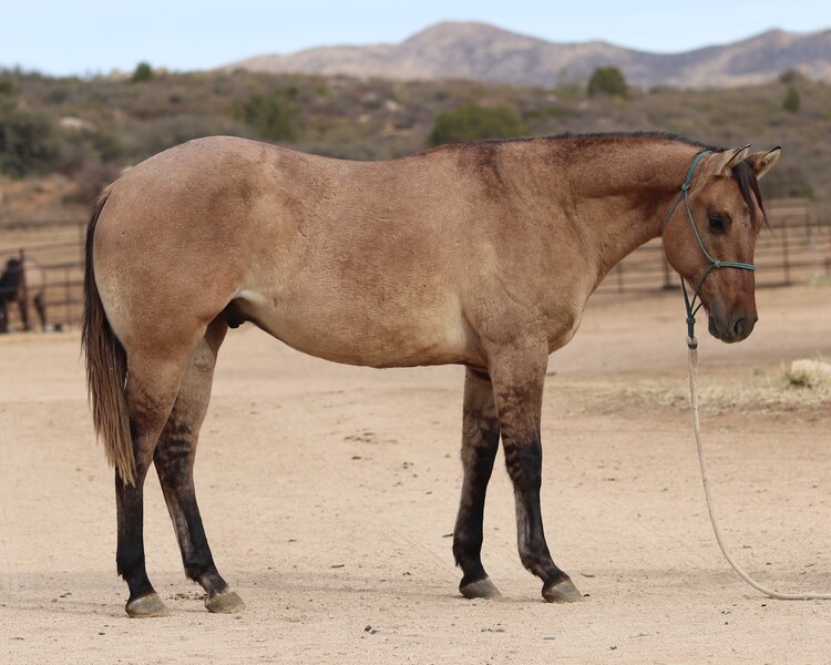 ATHLETIC, TALENTED AQHA RANCH/ROPE HORSE PROSPECT