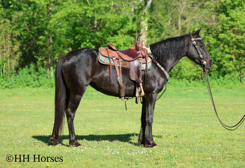 NICE YOUNG MORGAN MARE, RIDES AND DRIVES, TRAIL RIDES, TRAFFIC SAFE 