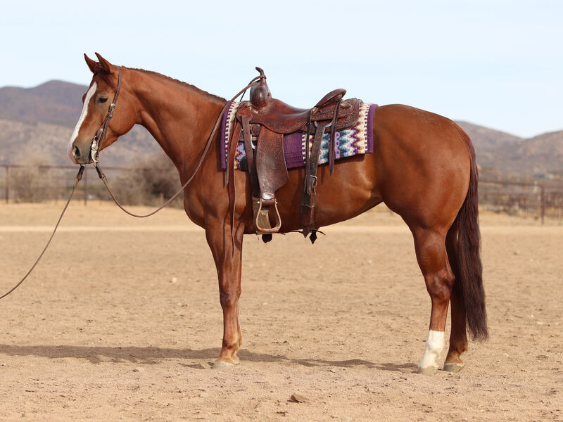 4 Year Old AQHA Mare by Wimpys Little Colonel