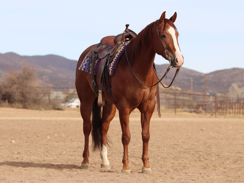 4 Year Old AQHA Mare by Wimpys Little Colonel