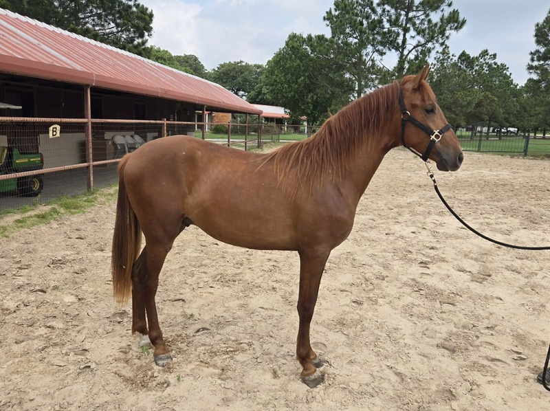 2024 PRE Andalusian Chestnut colt Panadero JP