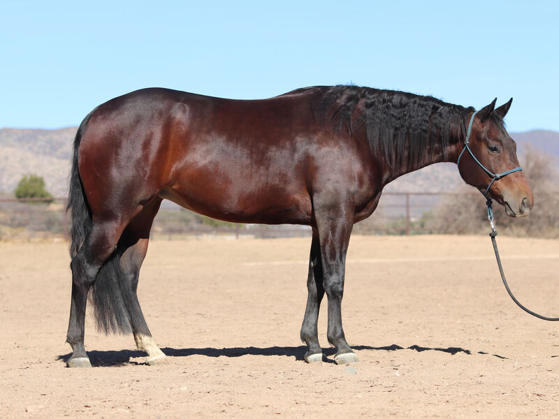 4 Year old 15 Hand AQHA Mare Reining/Ranch Riding/All-Around